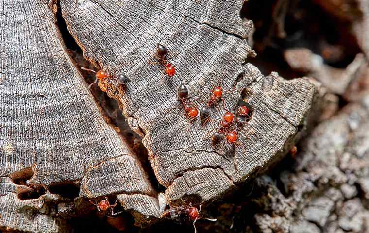 acrobat ants