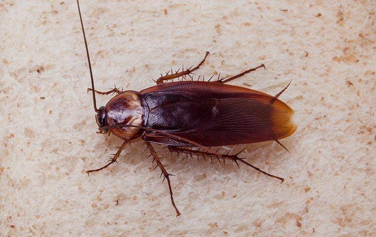 american cockroach