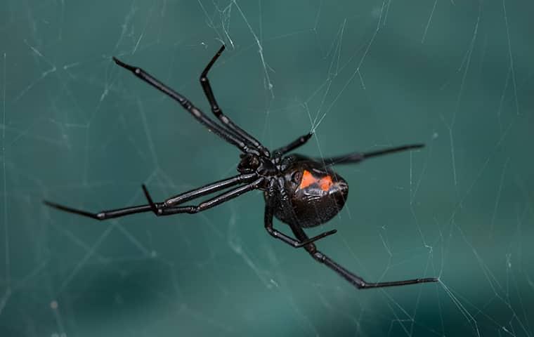 black widow spider