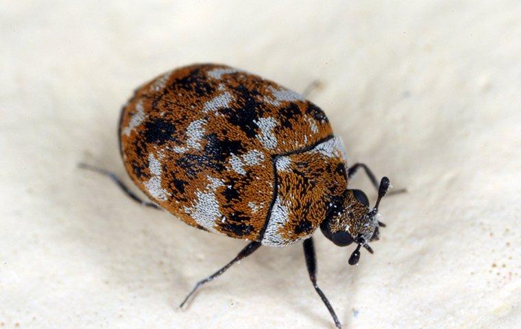 carpet beetle