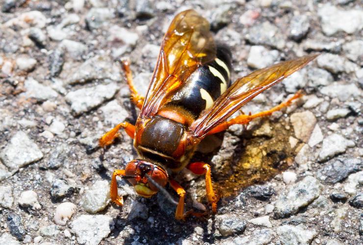 cicada killer