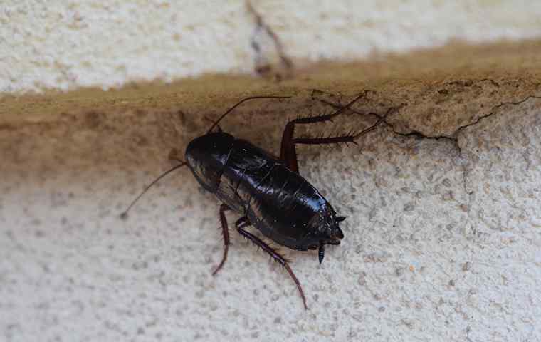 cockroach