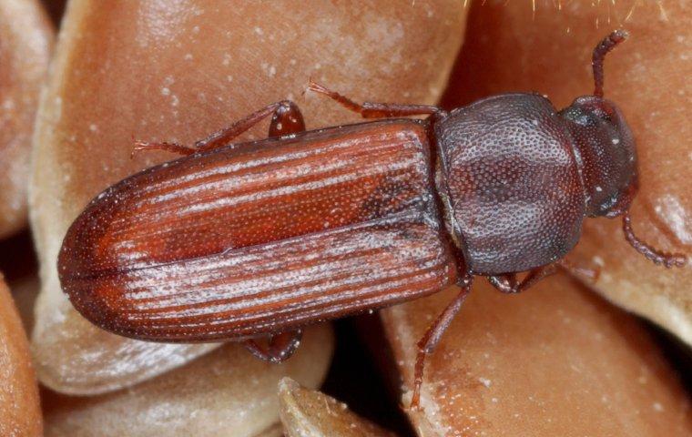 confused flour beetle