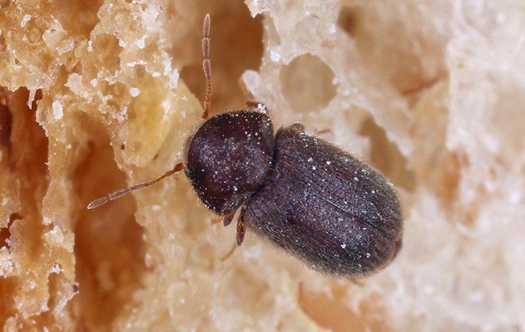 drug store beetle