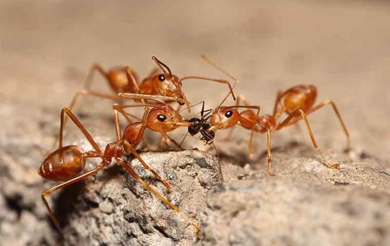 fire ants