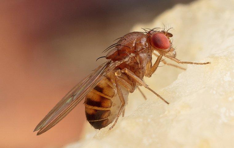 fruit fly