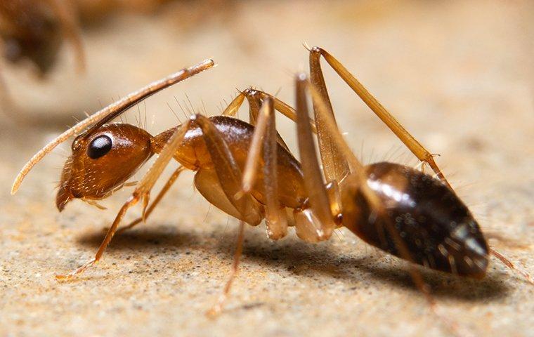 ghost ant