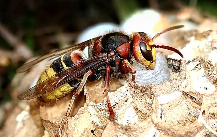 hornet