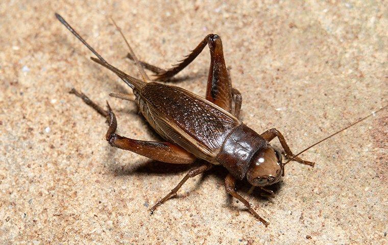 cricket