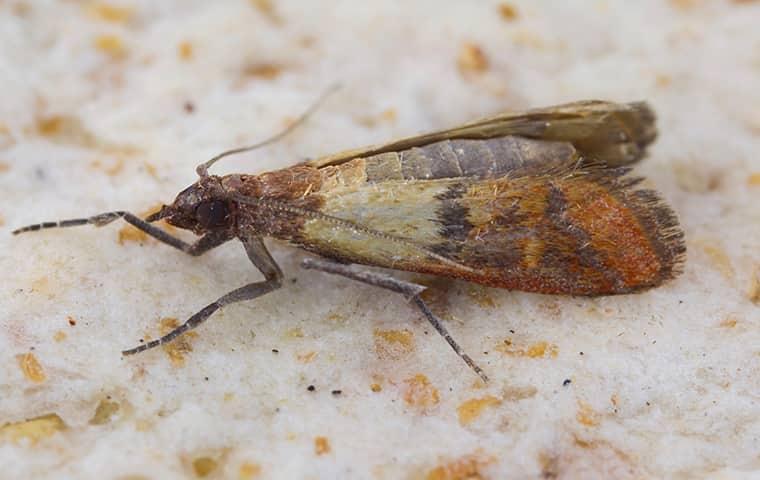 indian meal moth
