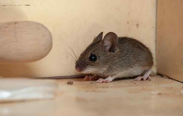 mouse