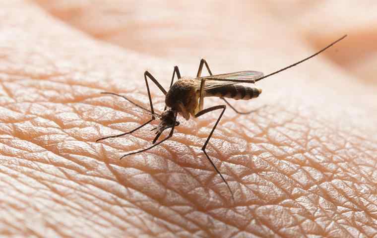mosquito