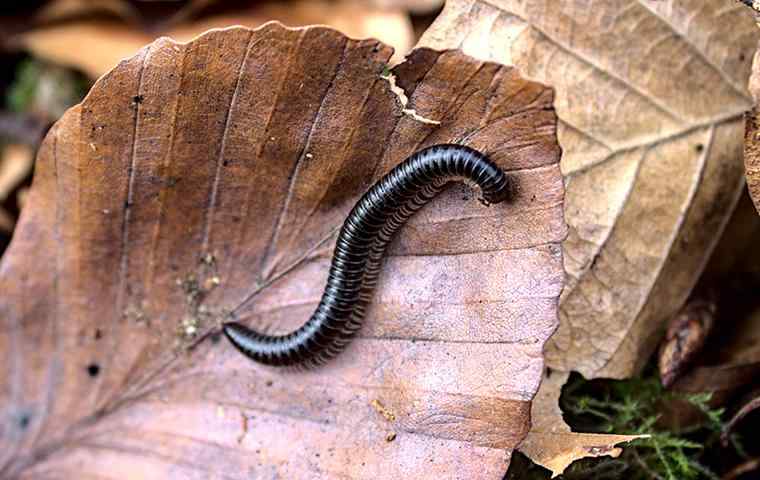 millipede on leaf