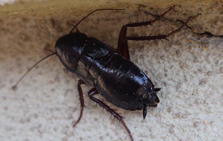 oriental cockroach