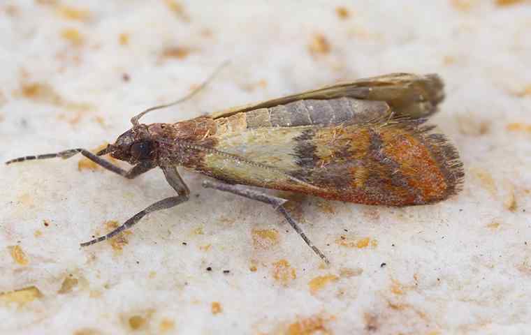 moth