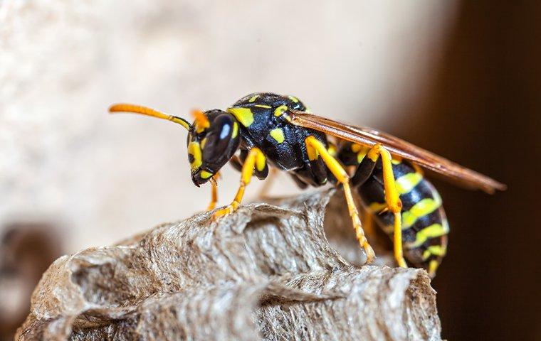 paper wasp