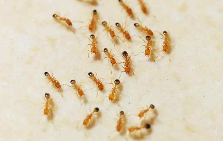 pharaoh ants