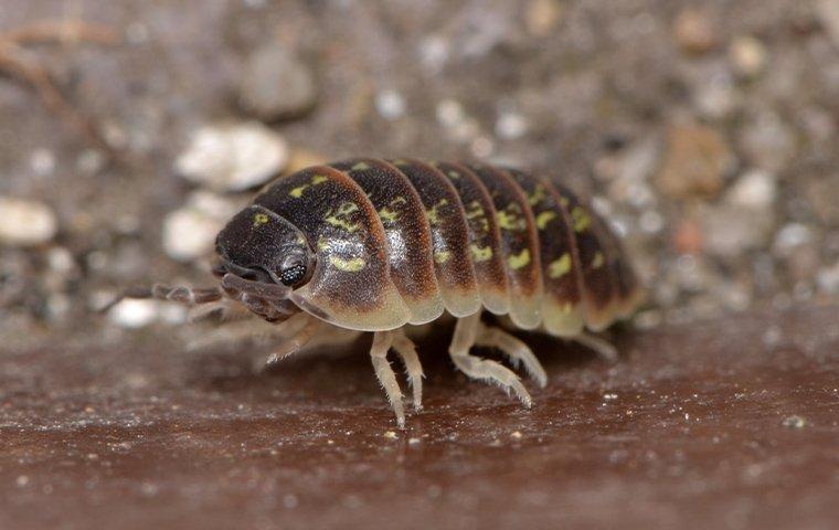 pillbug