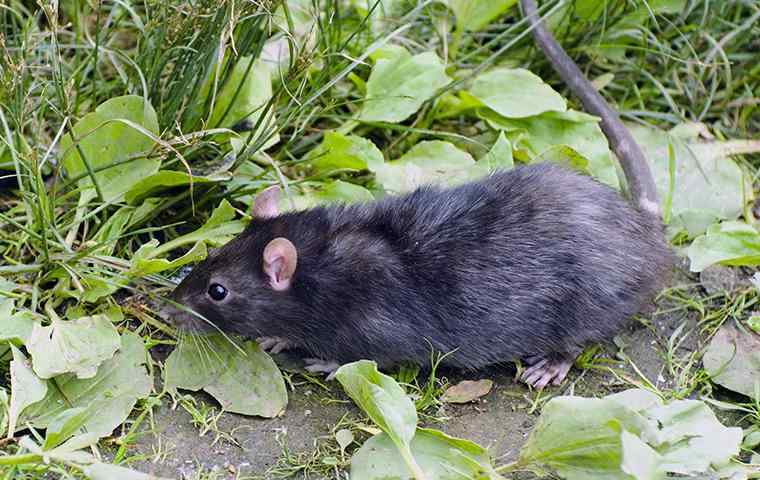 roof rat