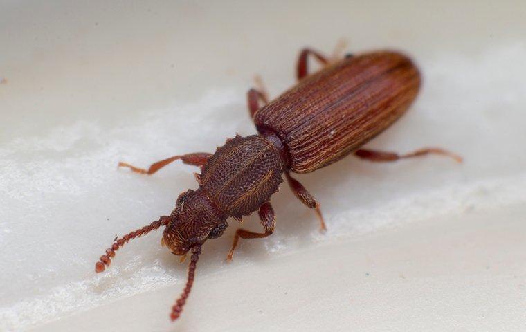 sawtoothed grain beetle