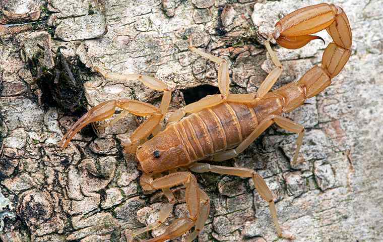 scorpion