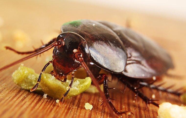 smokey brown cockroach