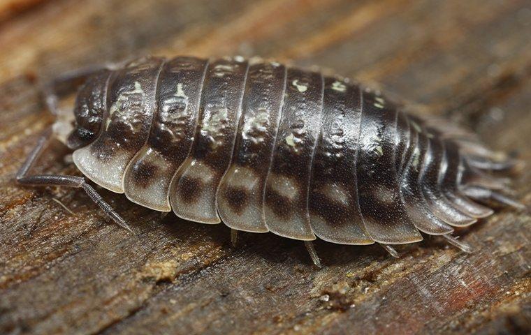 sowbugs