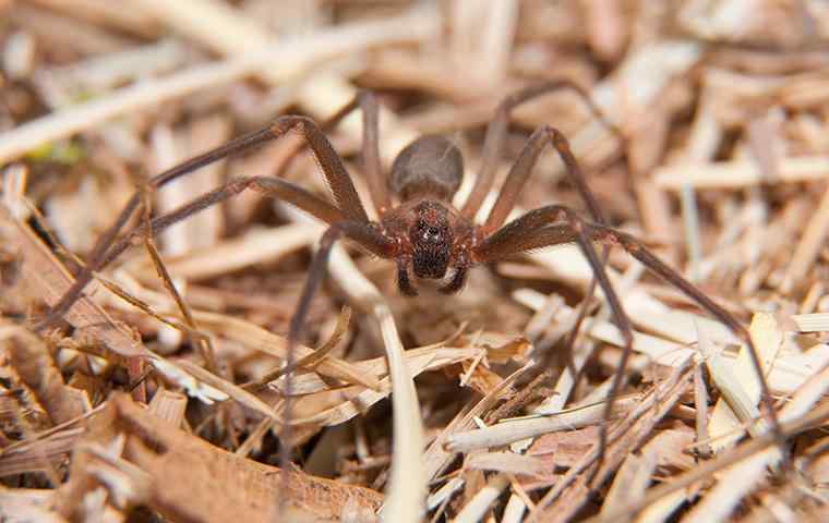 spider