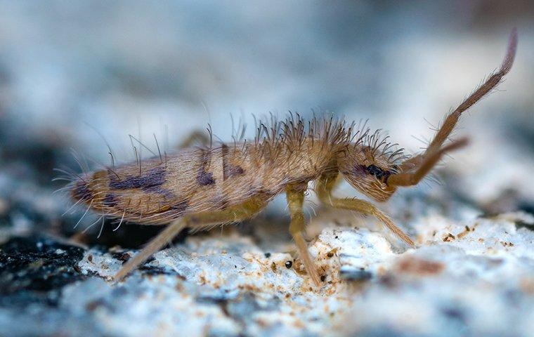 springtail