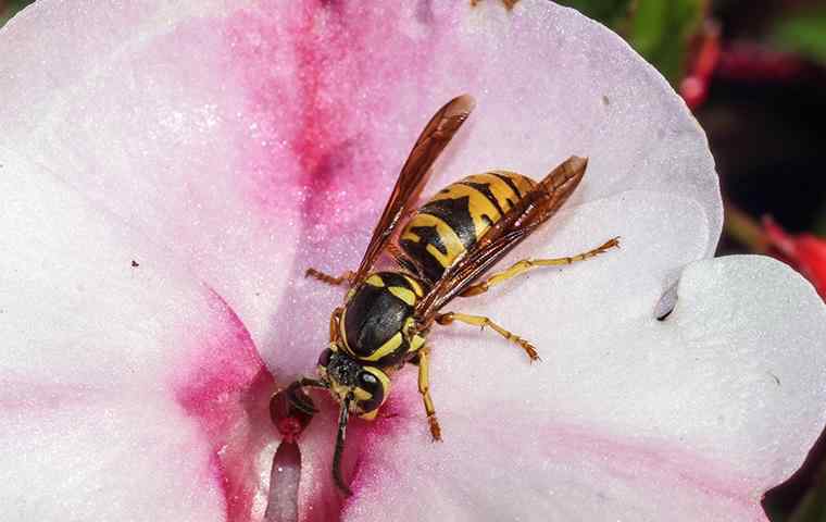 wasp on flower