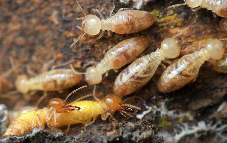 termites