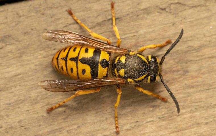 yellow jacket